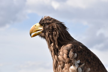 Portrait of a sea eagle sitting on a branch