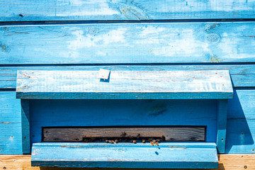 Bees are going in and out of their beehive