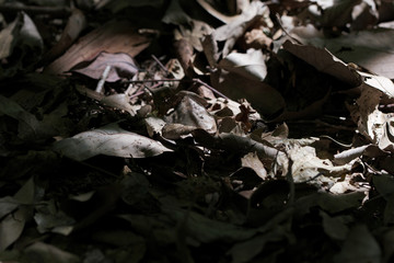 枯れ葉が積もっている