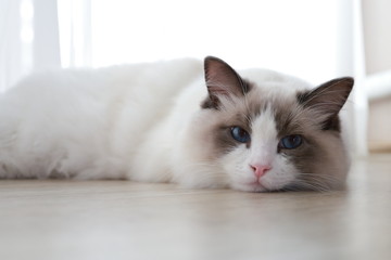 더워서 바닥에 엎드린 파란눈의 랙돌 고양이