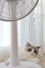잠이 와서 피곤한 파란눈의 랙돌 고양이