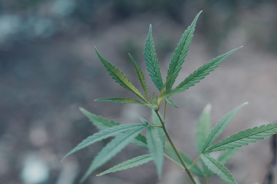 Green leaf of cannabis, background image. Thematic photos of hemp and marijuana