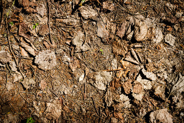 Natural pine forest ground
