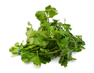Coriander cilantro leaves isolated on white