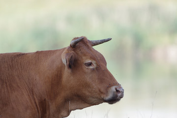 bulls and cows  on pasture