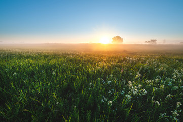 tree silhouette and fog  at sunrise.  amazing autumn summer landscape
