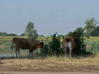 bulls and cows  on pasture