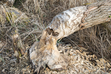 Big tree cut by beavers in Poland