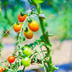 収穫期の国産のミニトマト【夏イメージ】