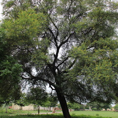 Tree with large branches with green leaves and yellow flowers during monsoon 