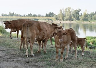 bulls and cows  on pasture