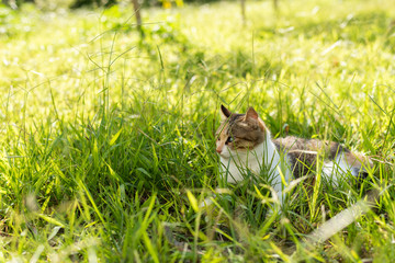 kitty on the grassland