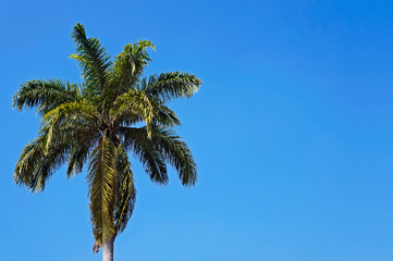 Fototapeta na wymiar Palm tree and blue sky