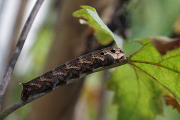  catterpillar of the cerura vinula on plant