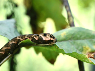  catterpillar of the cerura vinula on plant