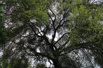 Tree with large branches with green leaves and yellow flowers during monsoon 
