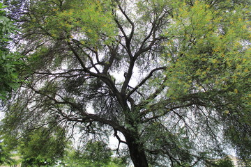 Tree with large branches with green leaves and yellow flowers during monsoon 