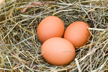 Chicken eggs lie on the hay