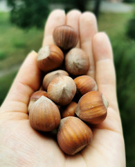 Closeup hazelnuts in hand on the background of trees.