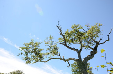 雨竜沼高原の風景（木）