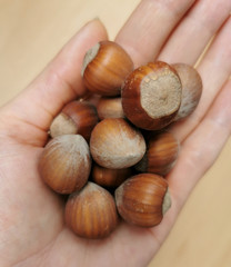 Closeup whole hazelnuts in hand.