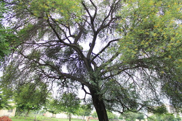 Tree with large branches with green leaves and yellow flowers during monsoon 