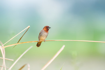 scally breasted munia india noida 