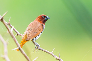scally breasted munia 