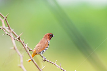 scally breasted munia 