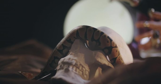 Close up of small serpent crawling on human skull