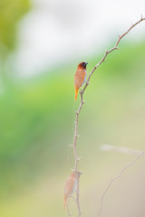 scally breasted munia 
