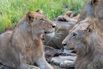Lion (Panthera leo) in the Timbavati Reserve, South Africa