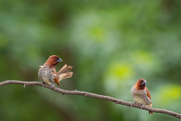 scally breasted munia 