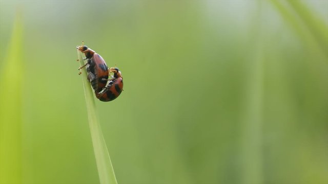 Rodolia Cardnalis, regularly feed on aphids and small mites, which makes them good as biological control agents