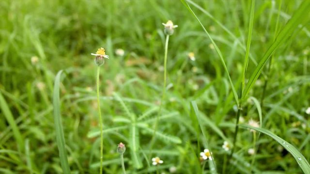 The leaves are toothed and generally arrowhead-shaped. Its fruit is a hard achene covered with stiff hairs and having a feathery, plumelike white pappus at one end