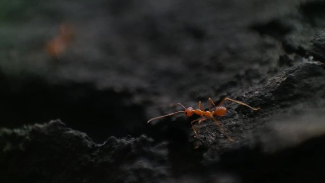 Red harvester ant nests are characterized by a lack of plant growth and small pebbles surrounding the entrance to the tunnel, which usually descends at a pronounced angle