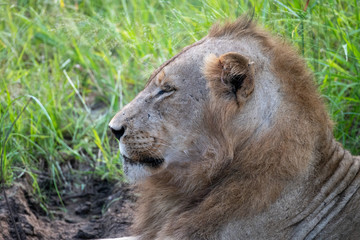 Lion (Panthera leo) in the Timbavati Reserve, South Africa