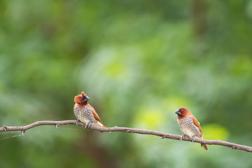 scally breasted munia 
