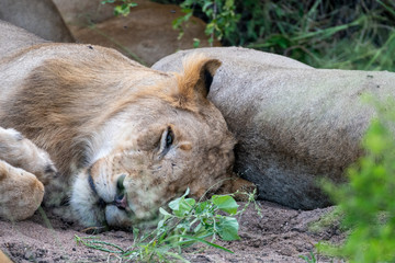 Lion (Panthera leo) in the Timbavati Reserve, South Africa