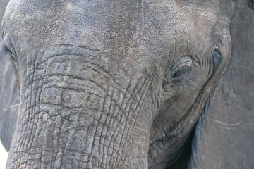 Close up of the face of an African Elephant (Loxodonta africana) in the Timbavati Reserve, South Africa