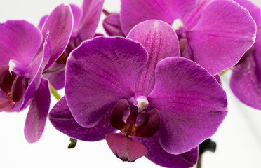Naklejka na ściany i meble Beautiful orchid flowers on a wite background