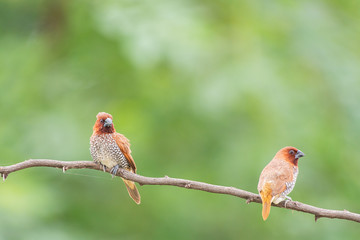 scally breasted munia 