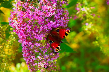 butterfly on a flower  budleja  © Magical moments