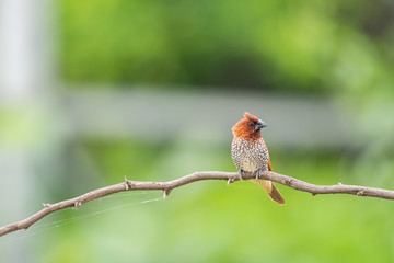 scally breasted munia 