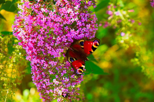 butterfly on a flower  budleja 