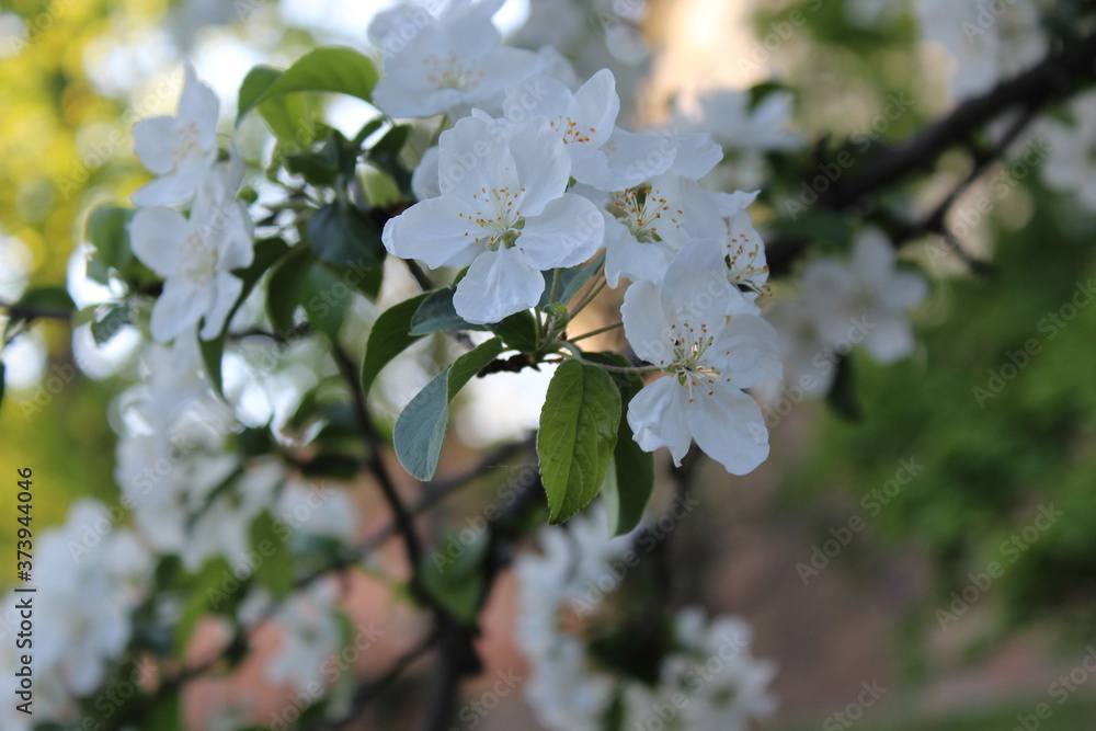 Wall mural apple tree blossom