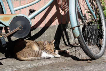 sleepy tabby cat sleep under the sun