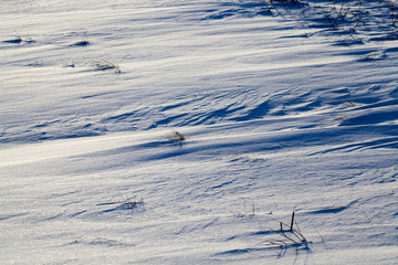 frozen plants
