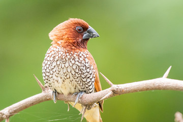 scally breasted munia 