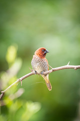 scally breasted munia 